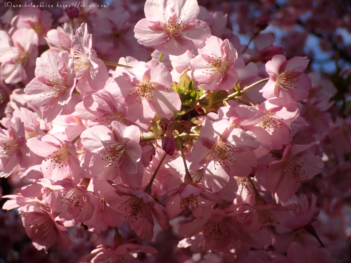 公園の河津桜 - 15