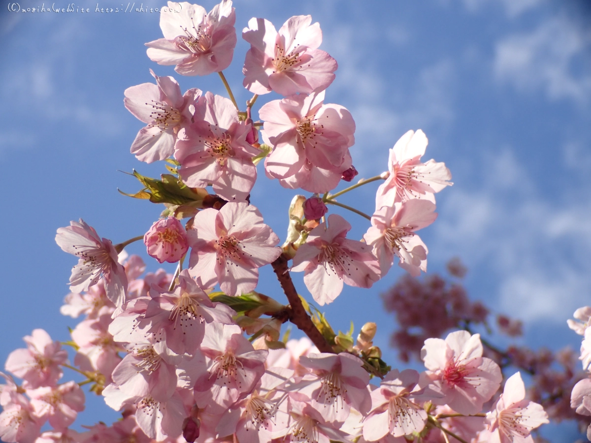 公園の河津桜 - 16