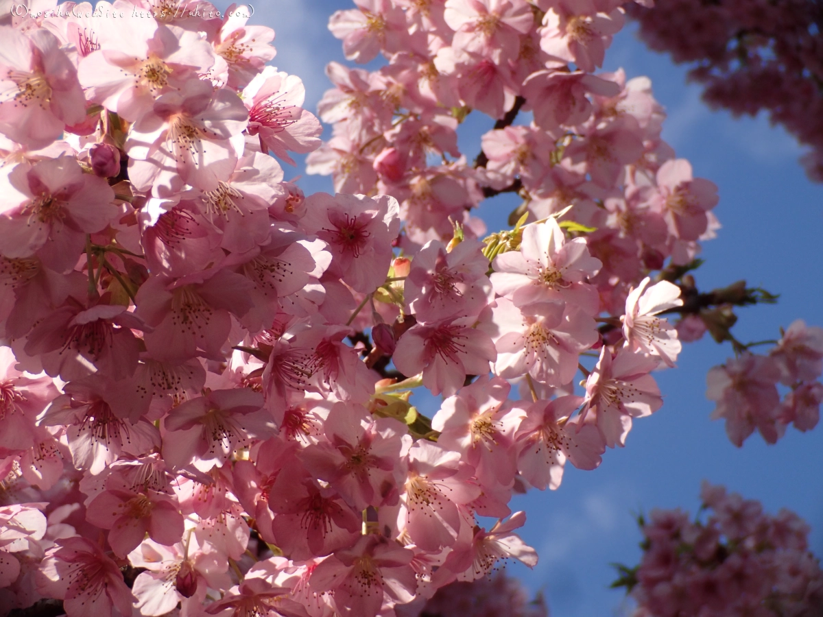 公園の河津桜 - 17