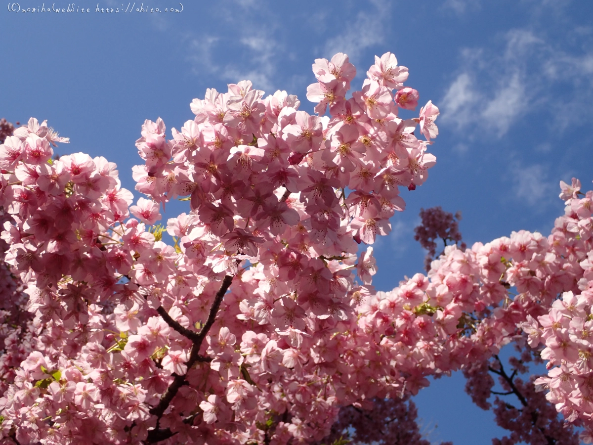 公園の河津桜 - 18