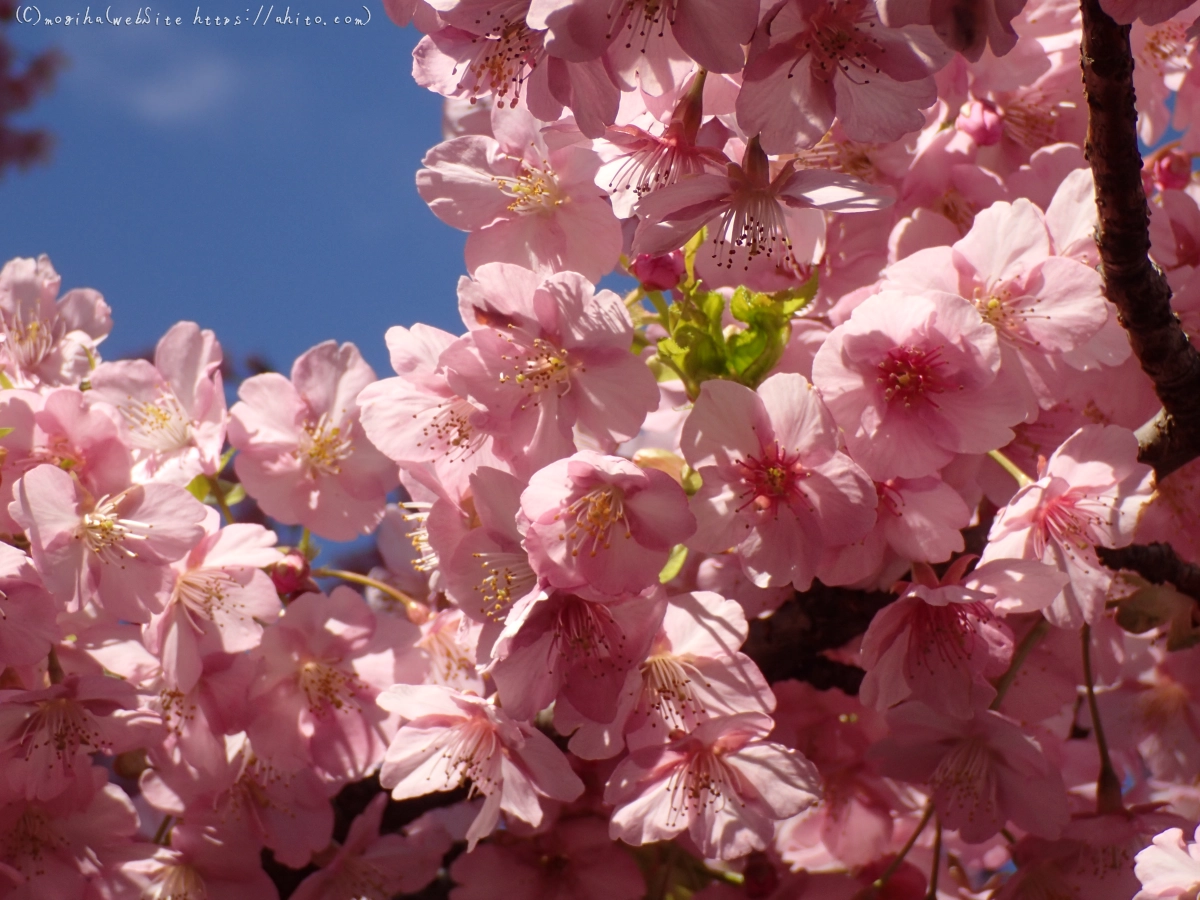 公園の河津桜 - 19