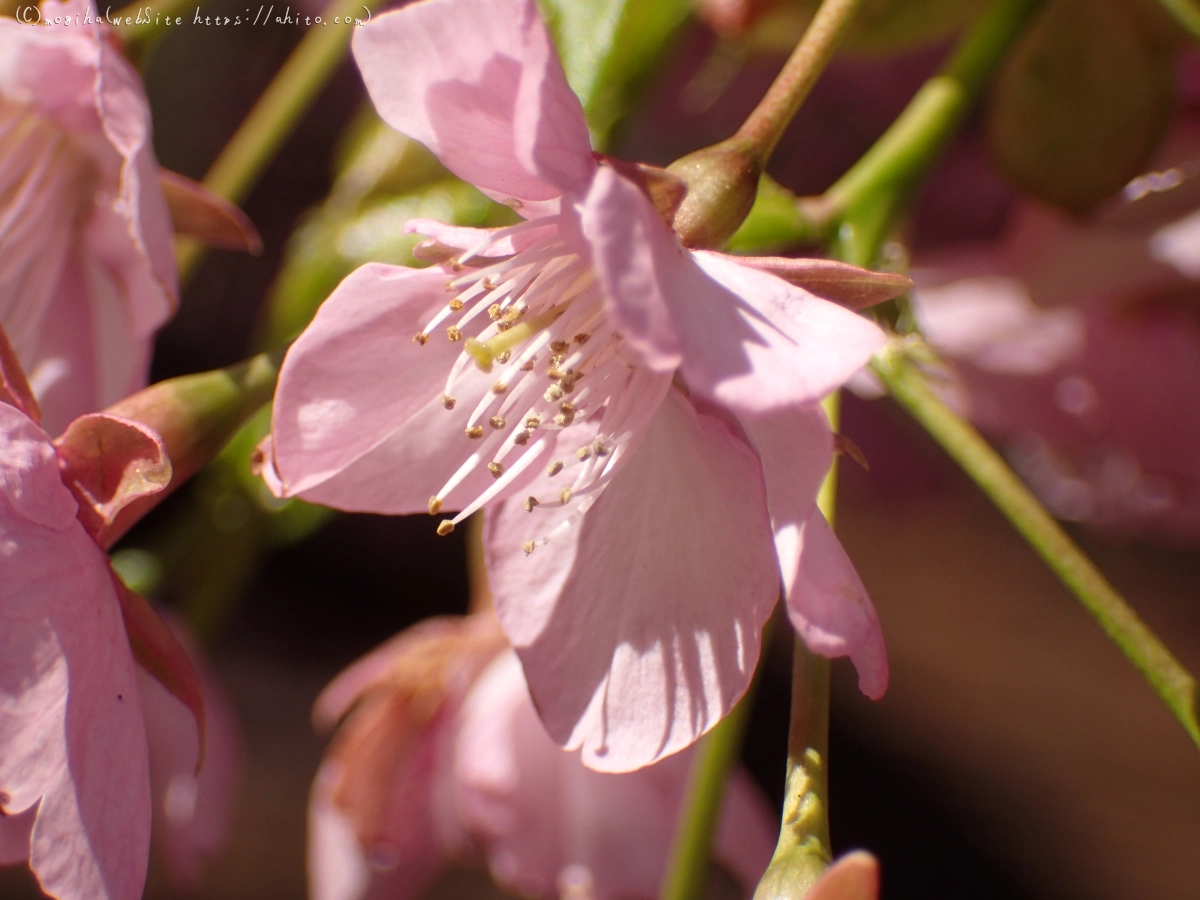 公園の河津桜 - 20