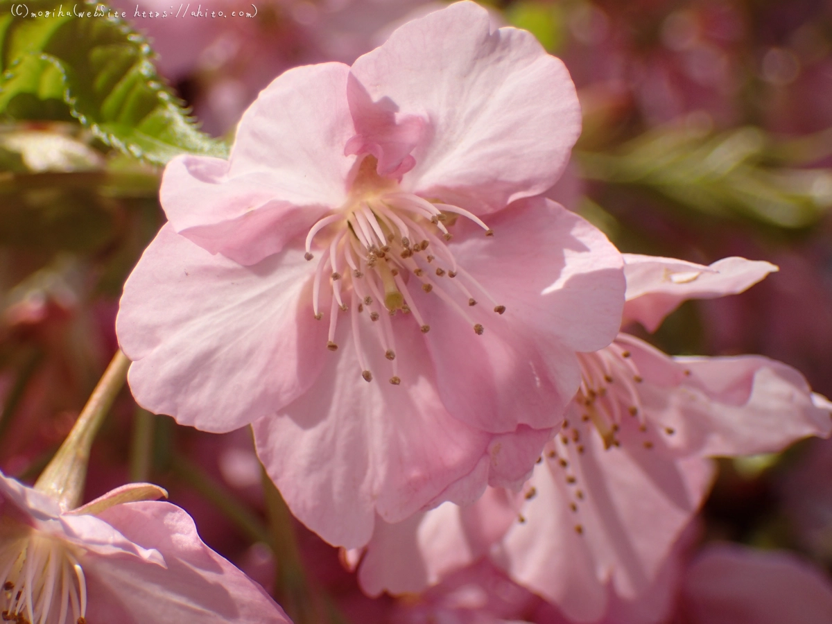 公園の河津桜 - 21