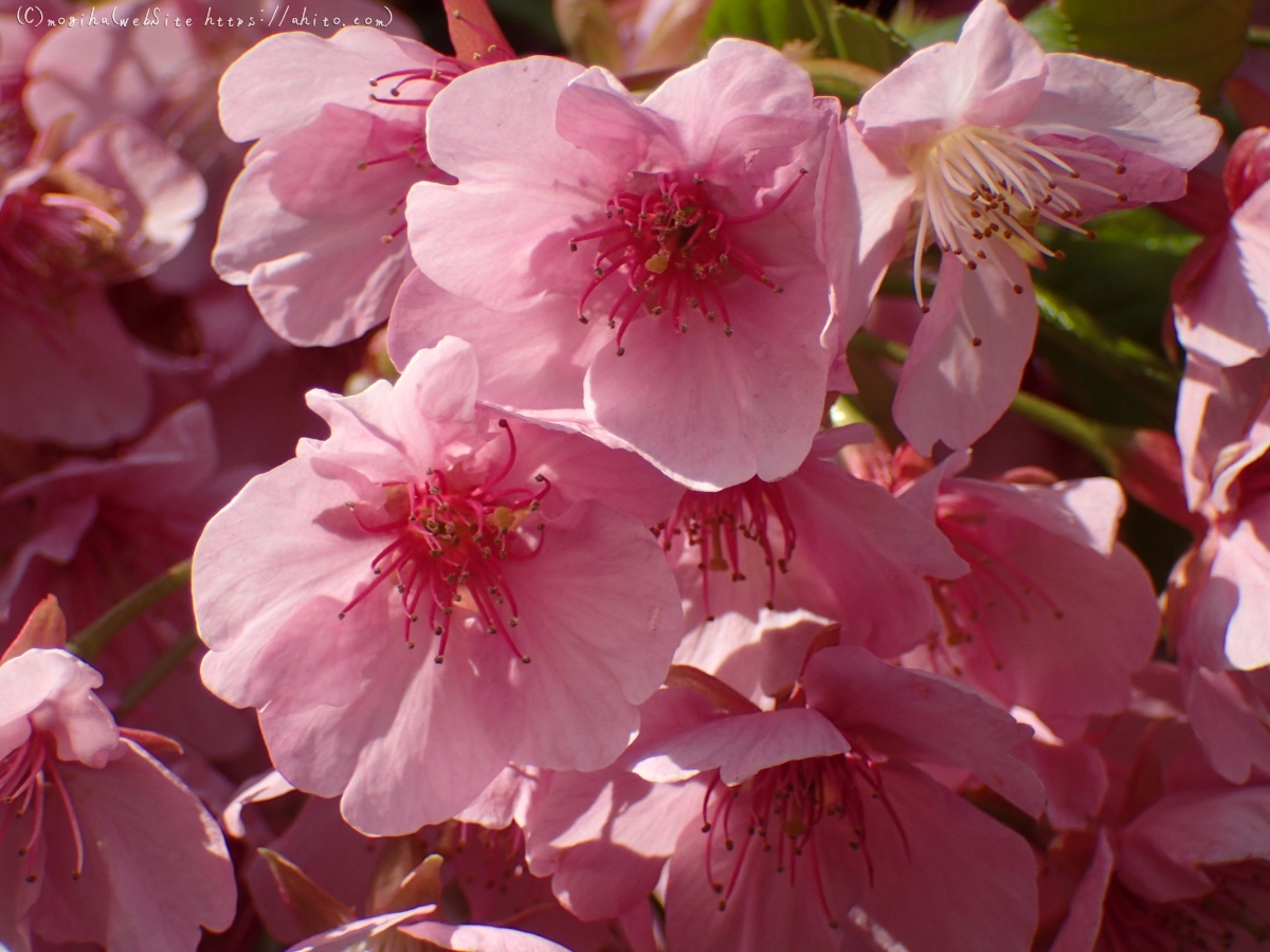 公園の河津桜 - 22