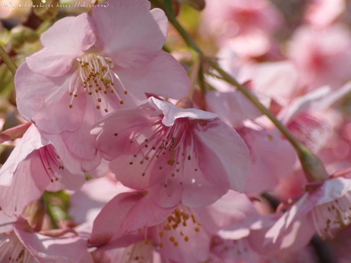 公園の河津桜 - 23