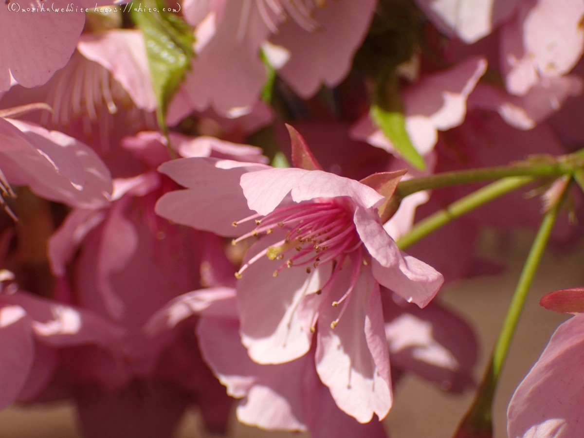 公園の河津桜 - 24