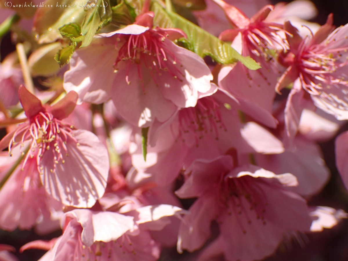 公園の河津桜 - 25