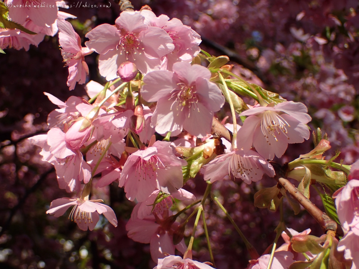 公園の河津桜 - 26