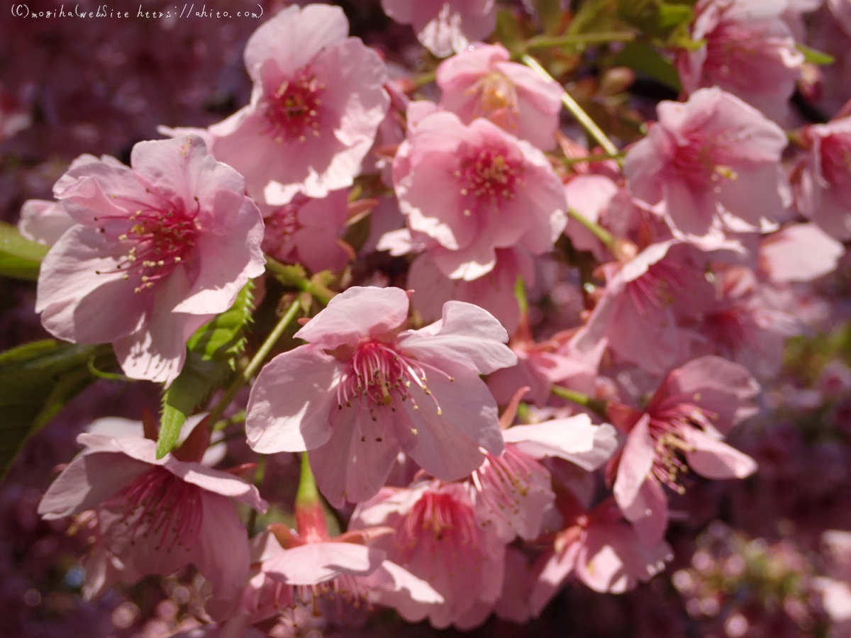 公園の河津桜 - 28