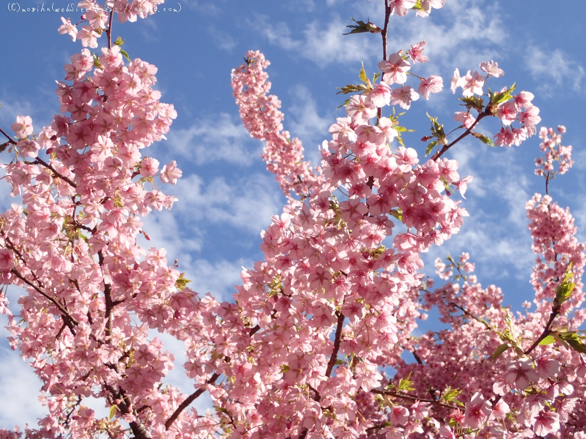 公園の河津桜 - 29