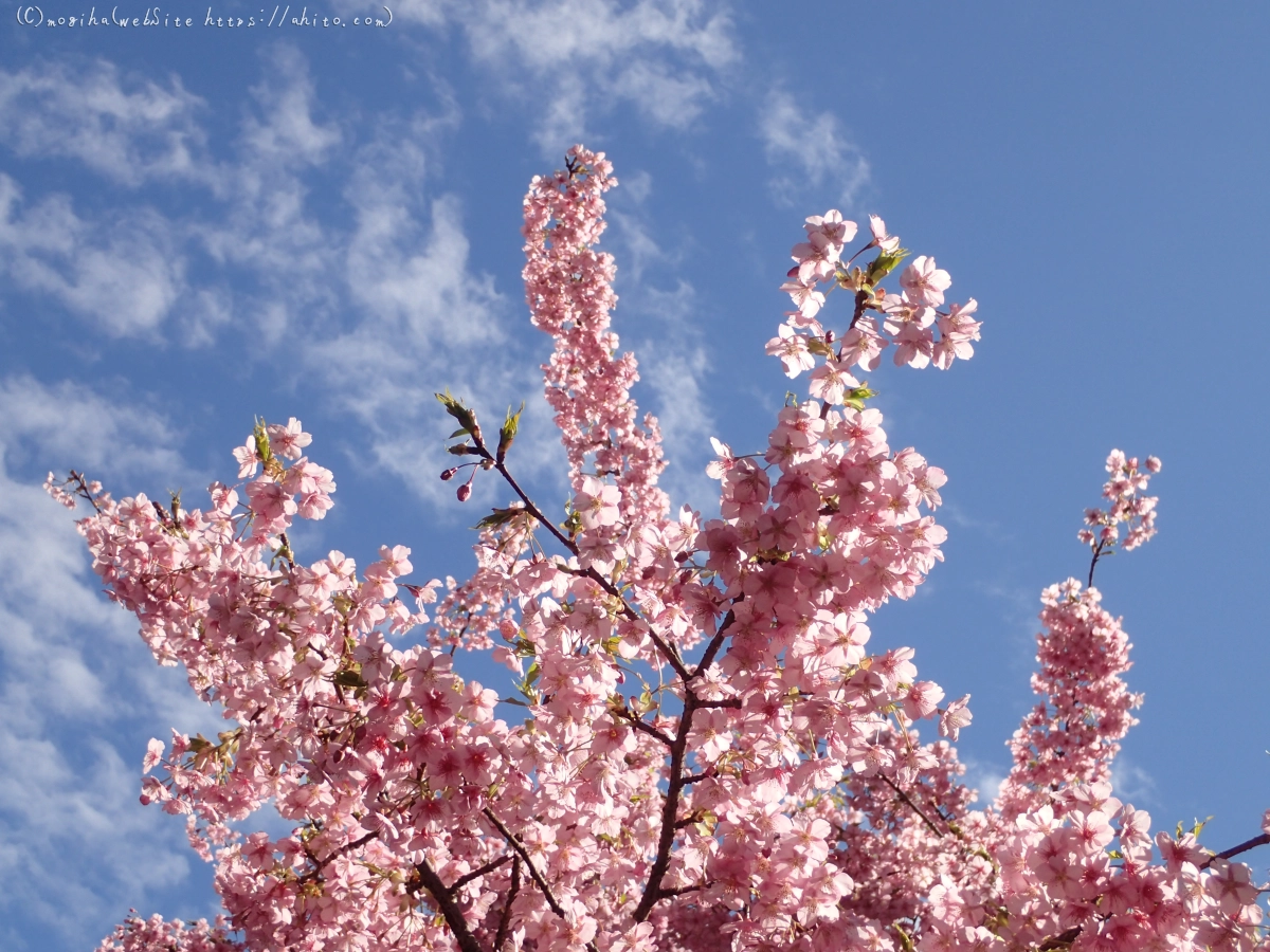 公園の河津桜 - 30