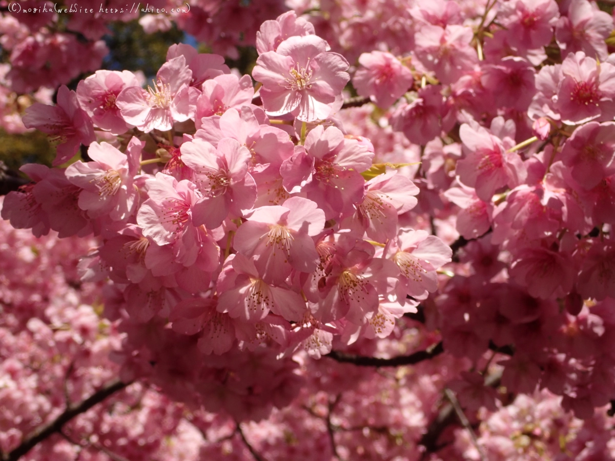 公園の河津桜 - 32