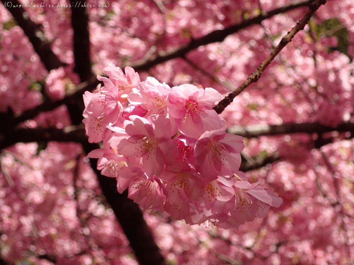 公園の河津桜 - 33