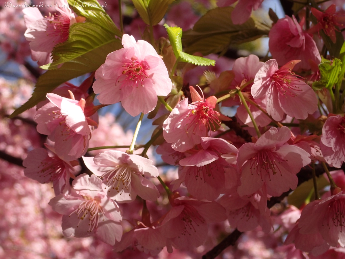 公園の河津桜 - 34