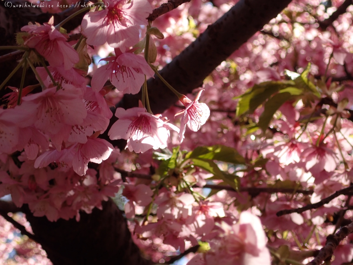 公園の河津桜 - 35