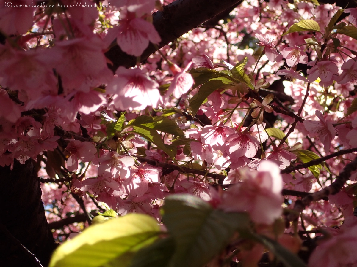 公園の河津桜 - 36