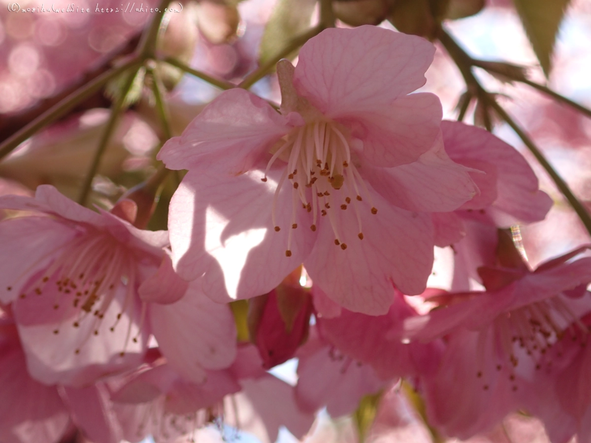 公園の河津桜 - 37