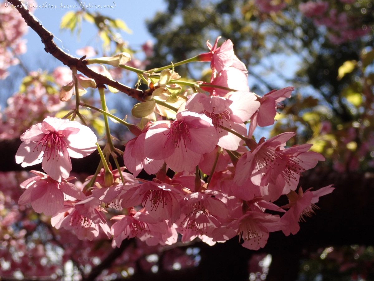 公園の河津桜 - 38