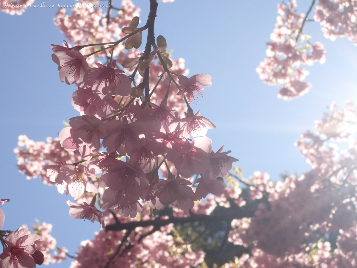 公園の河津桜 - 39