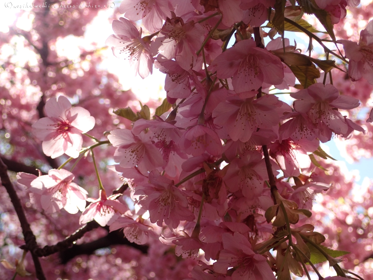 公園の河津桜 - 40