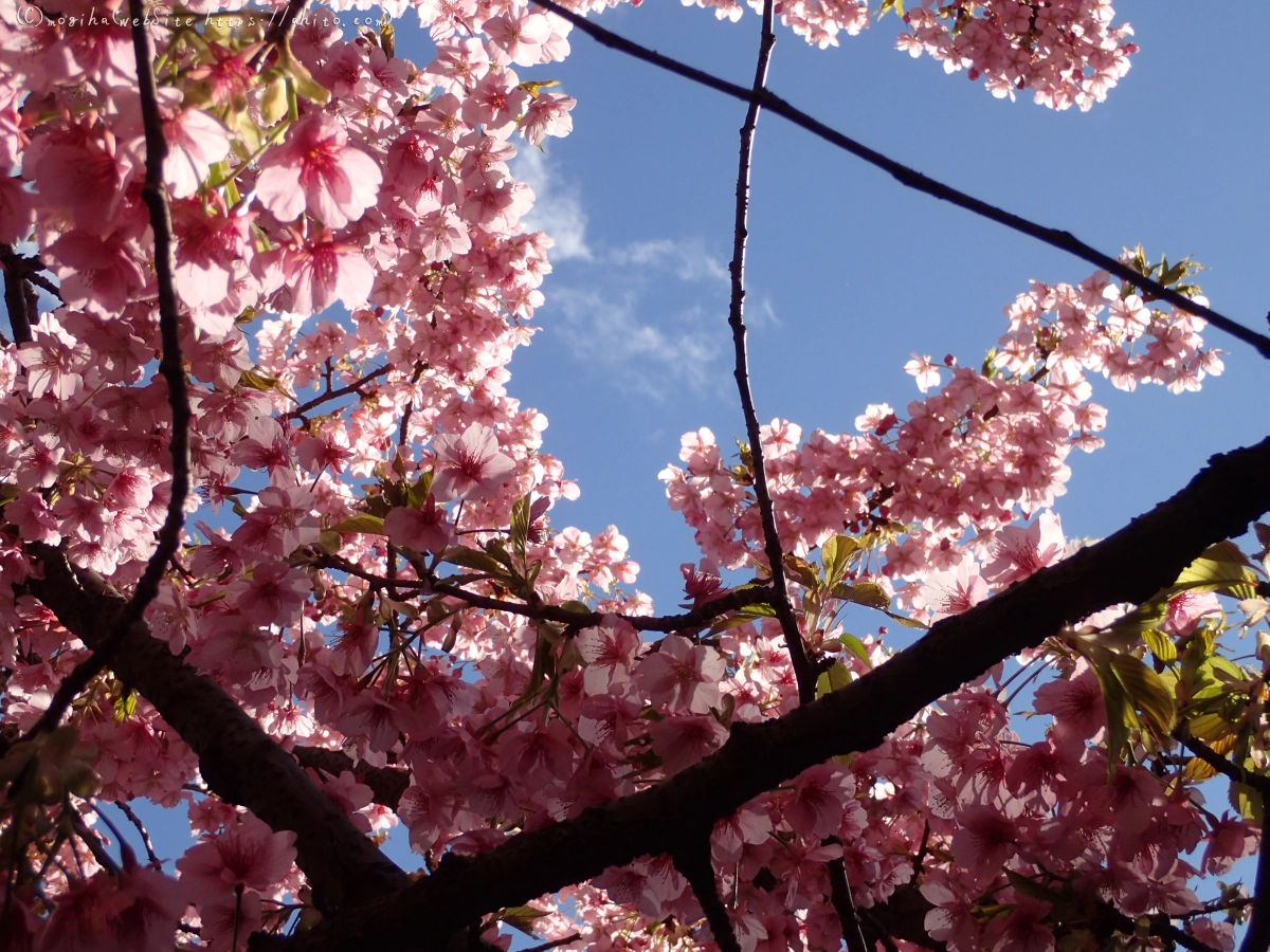 公園の河津桜 - 41