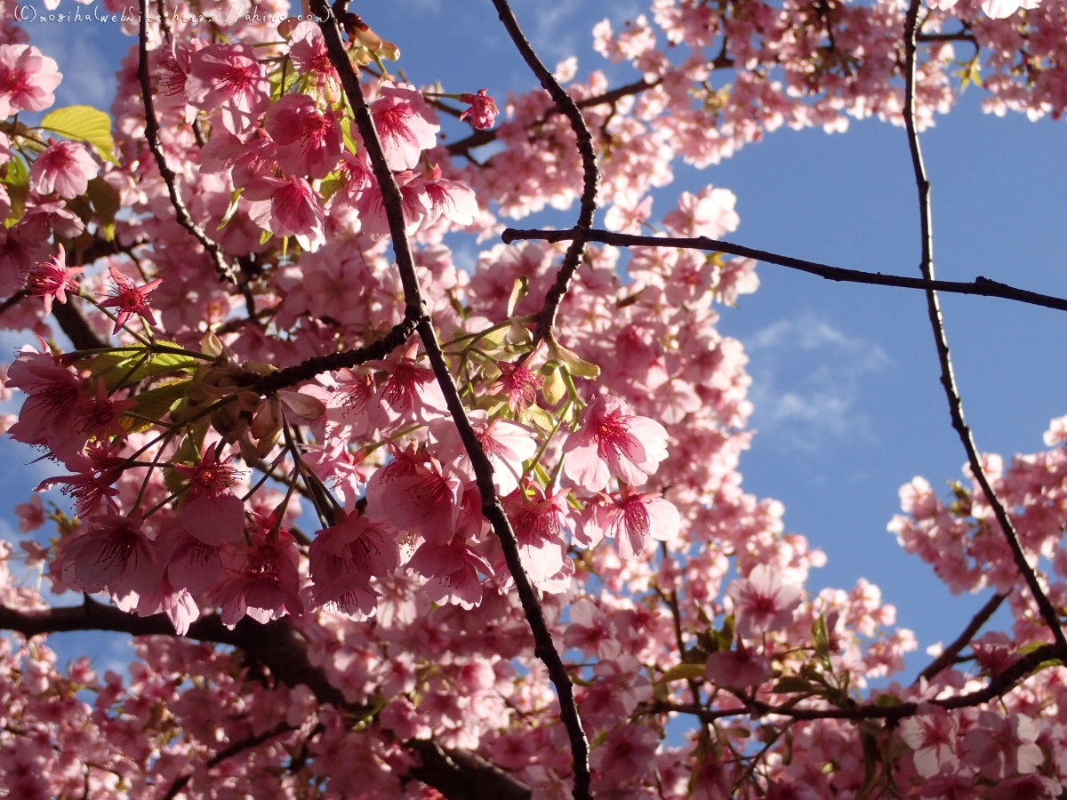 公園の河津桜 - 42