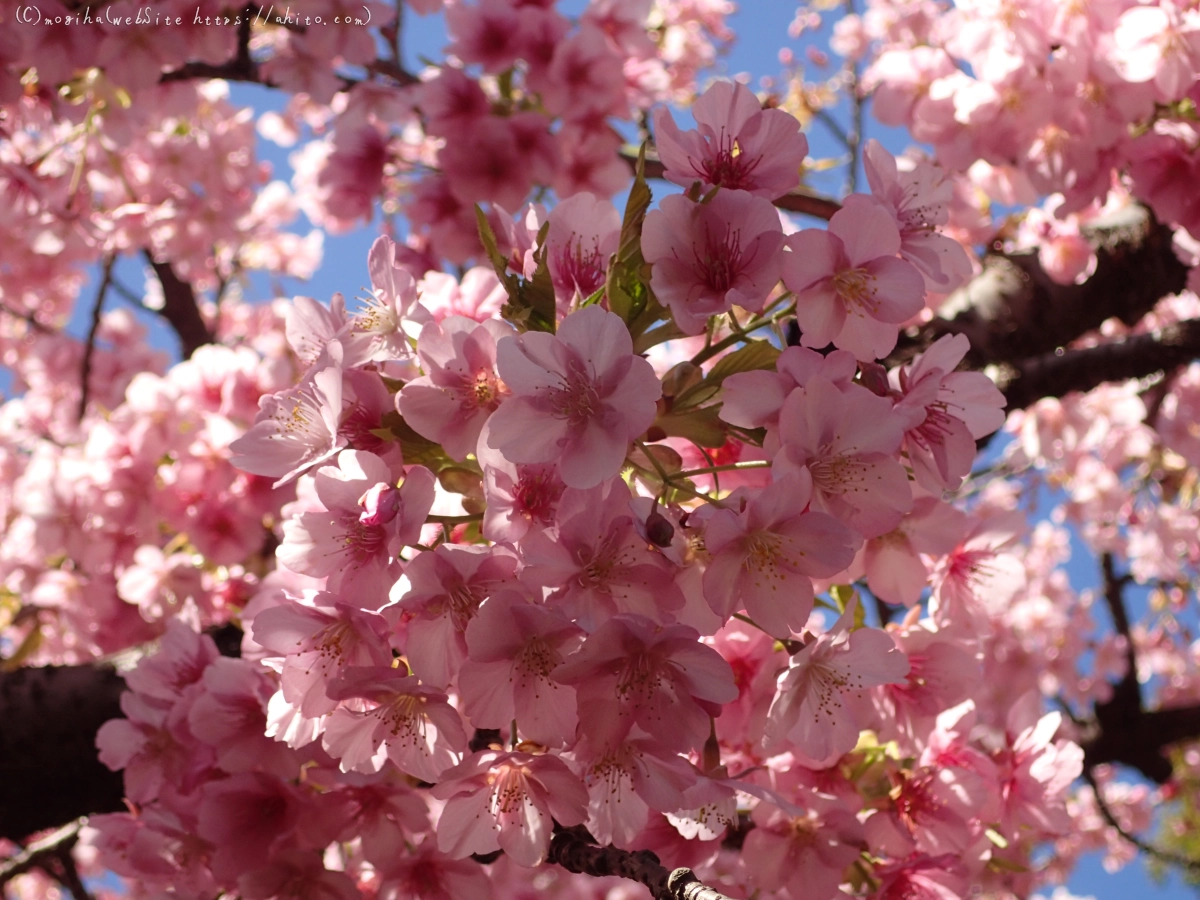 公園の河津桜 - 43