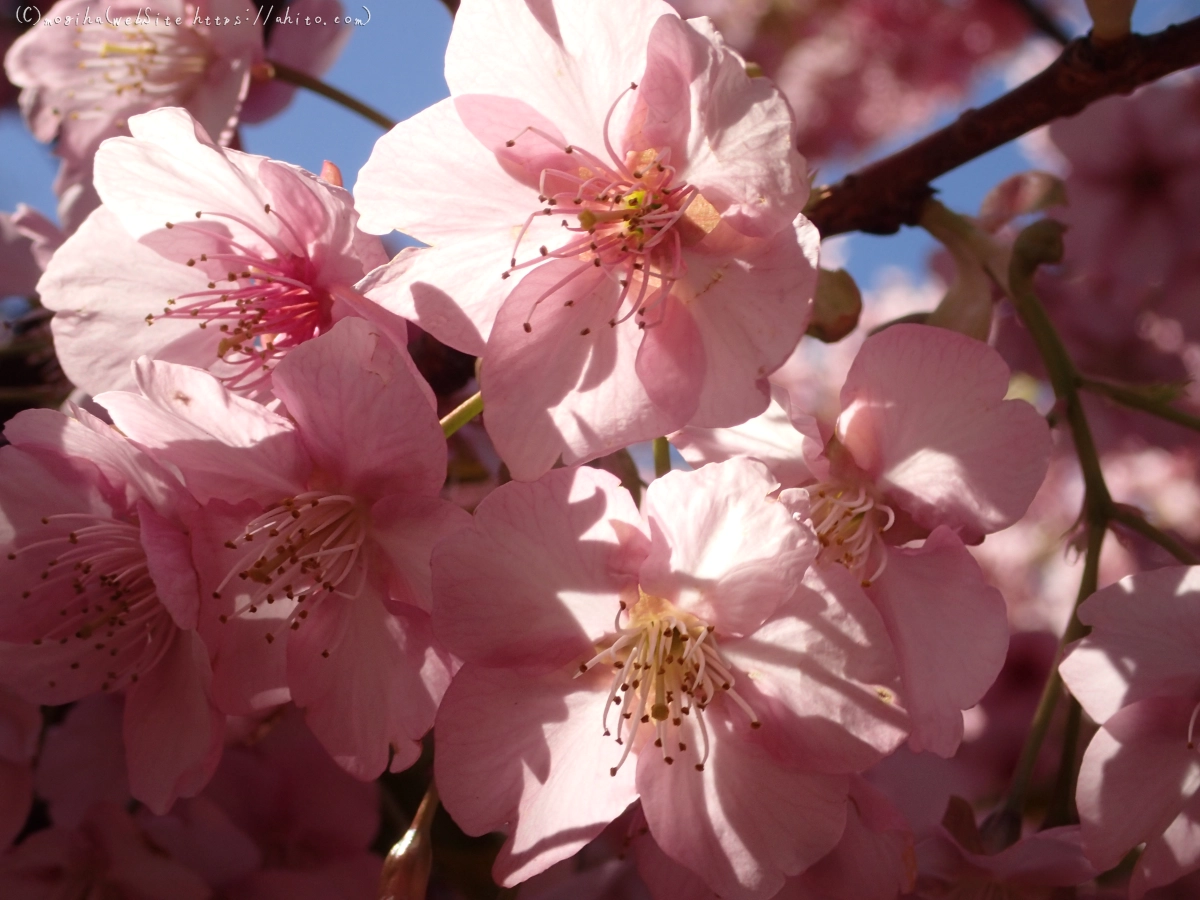 公園の河津桜 - 45