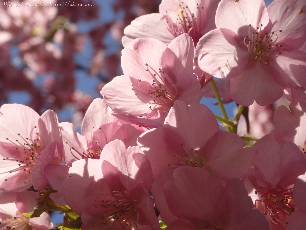 公園の河津桜 - 46