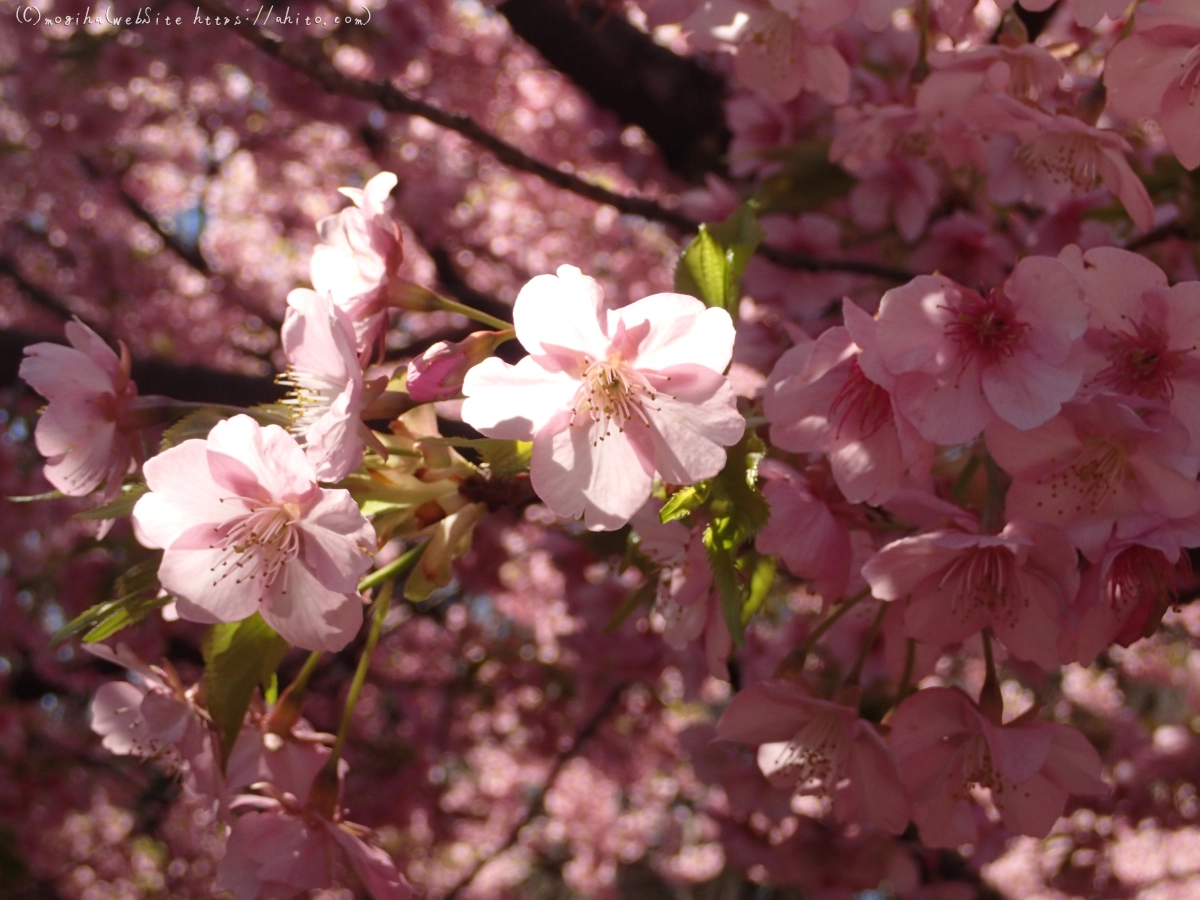 公園の河津桜 - 47