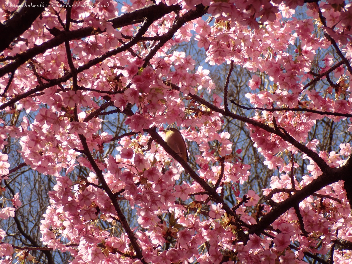 公園の河津桜 - 50