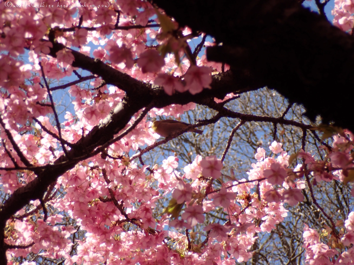 公園の河津桜 - 51