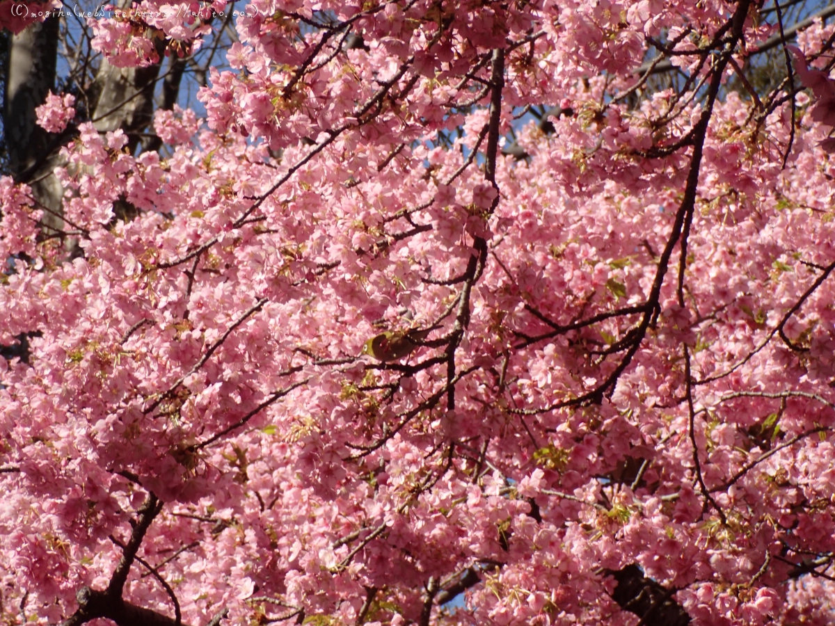 公園の河津桜 - 53