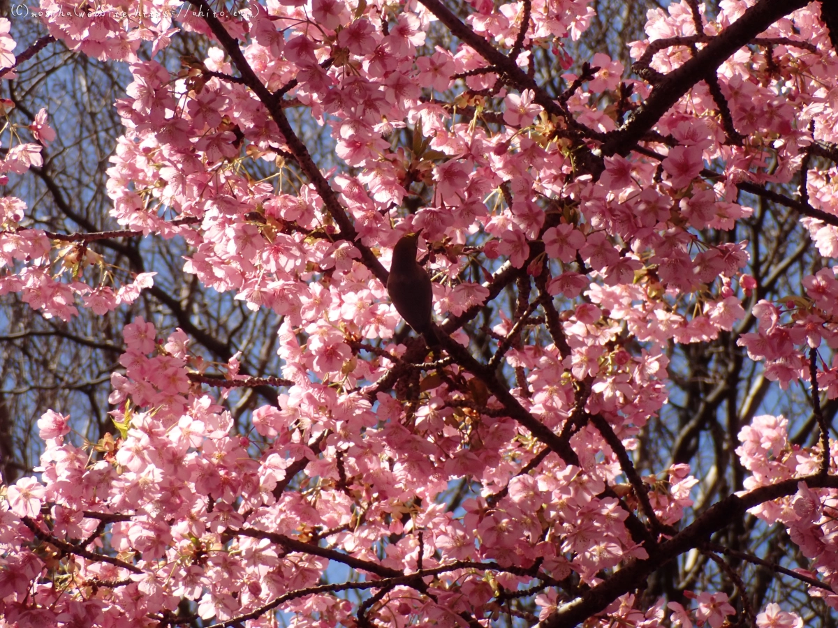 公園の河津桜 - 54