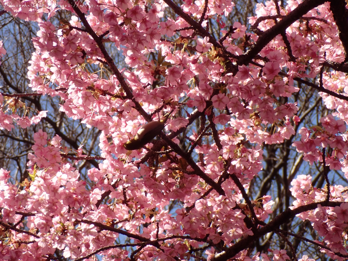 公園の河津桜 - 55