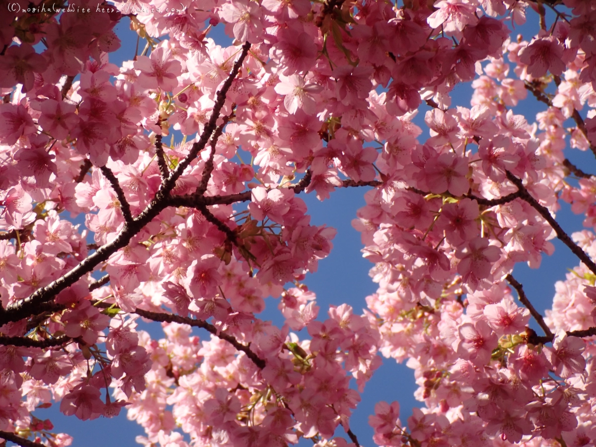 公園の河津桜 - 56