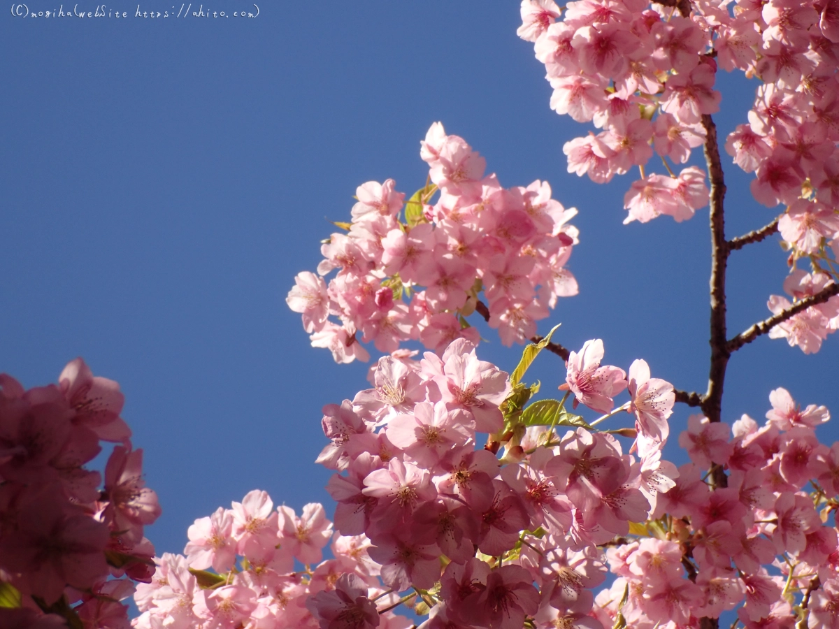 公園の河津桜 - 57