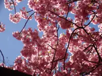 公園の河津桜