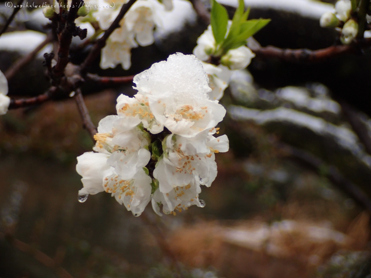 雪の日のハナモモ - 12