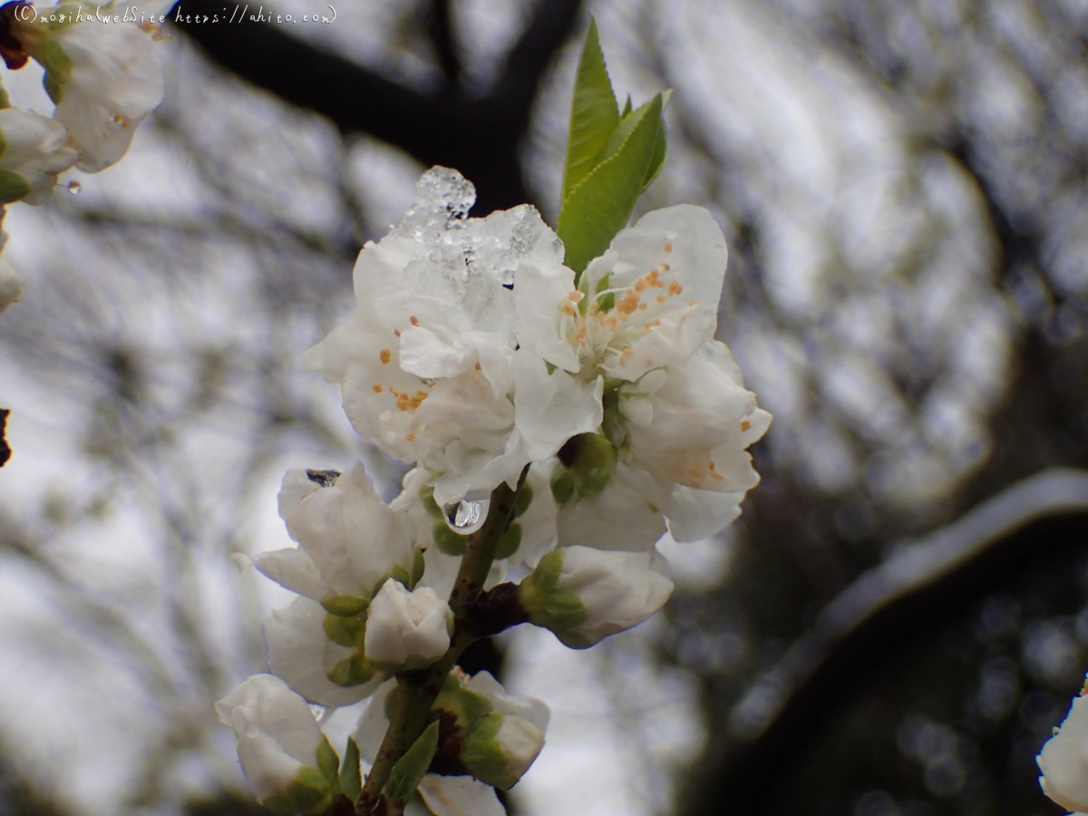 雪の日のハナモモ - 30