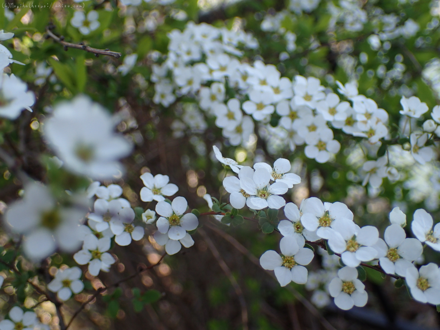 白い小さな花 - 02