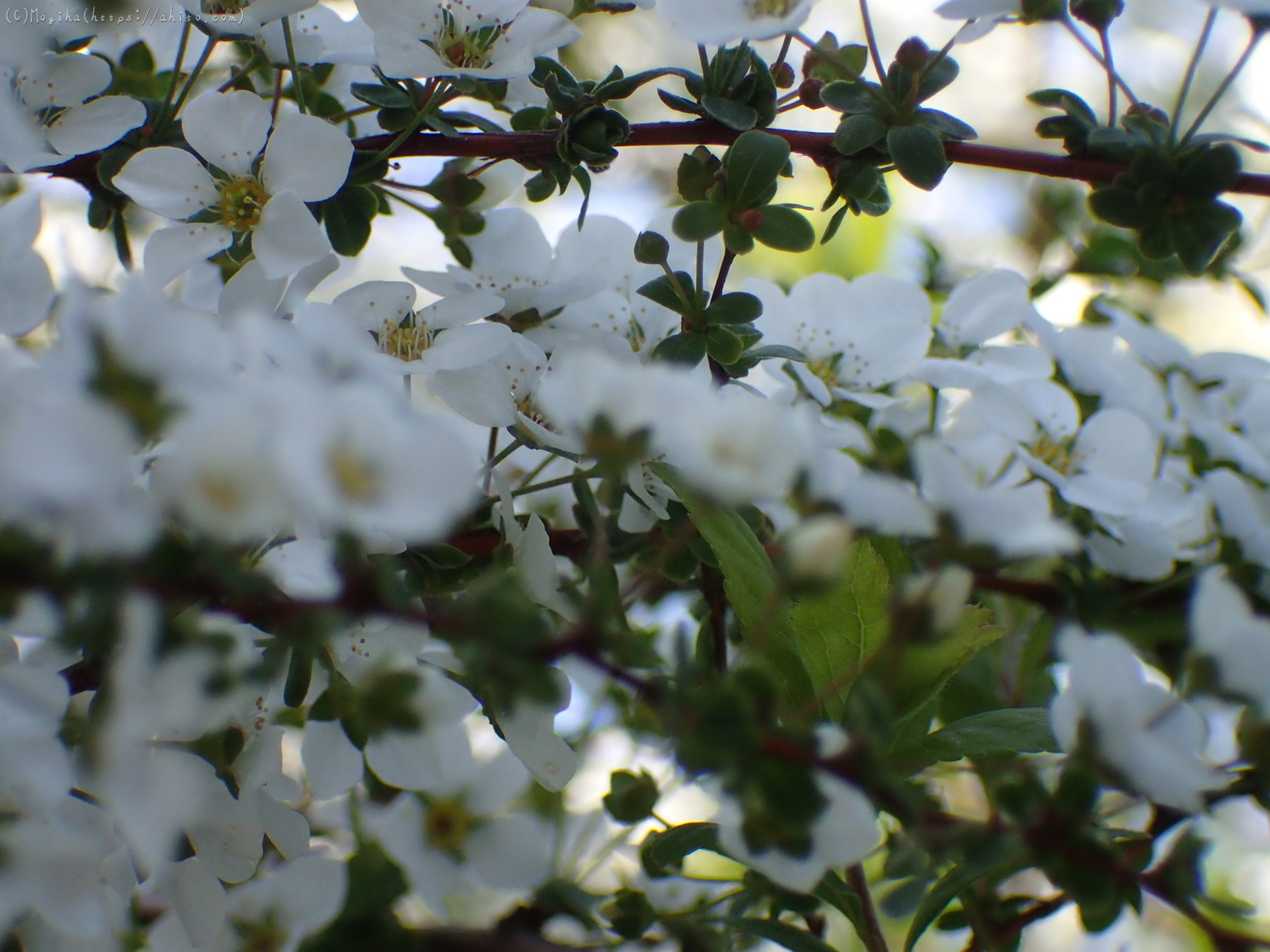 白い小さな花 - 05