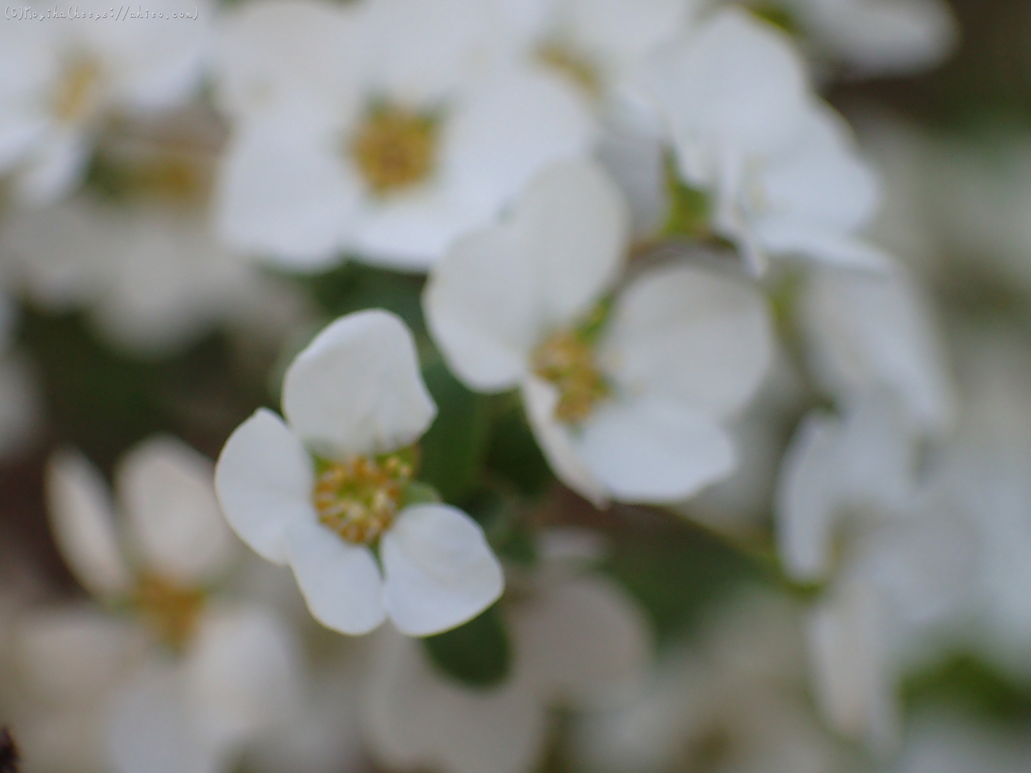 白い小さな花 - 06