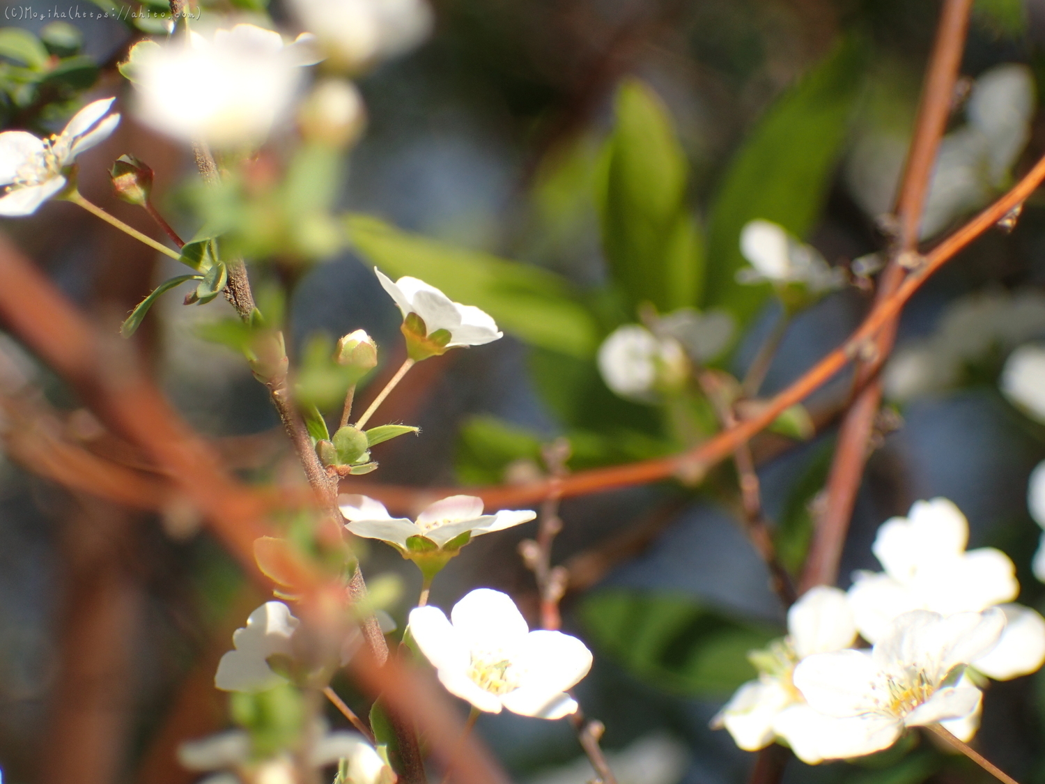 白い小さな花 - 07