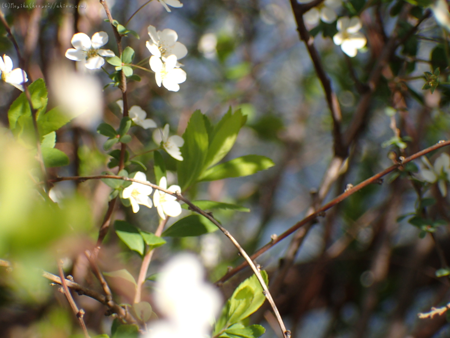 白い小さな花 - 15