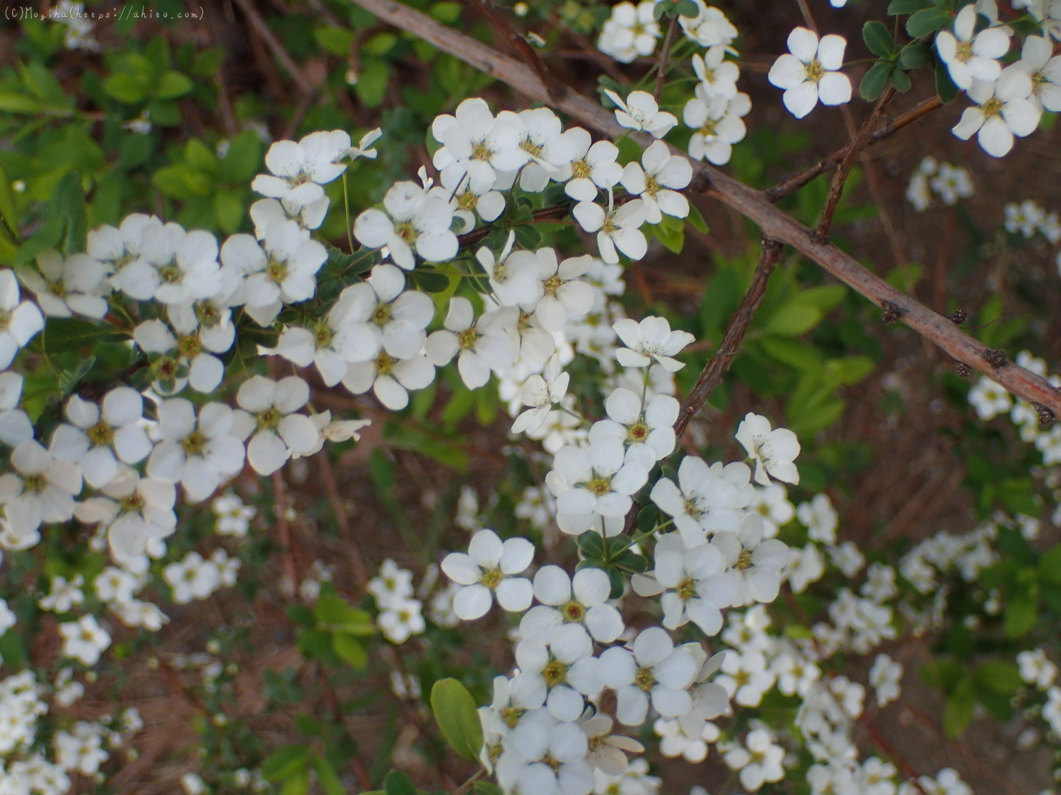白い小さな花 - 18