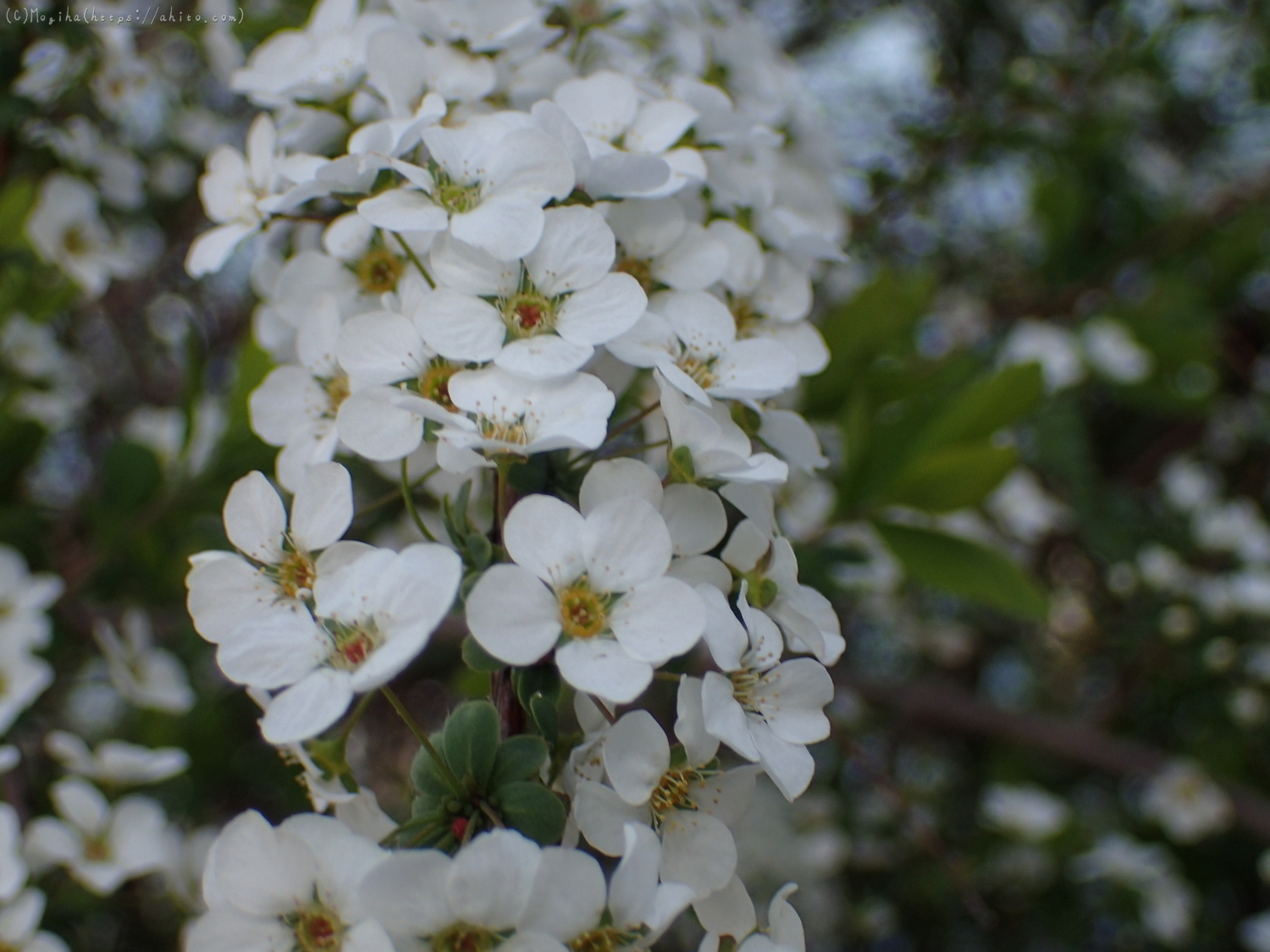 白い小さな花 - 19