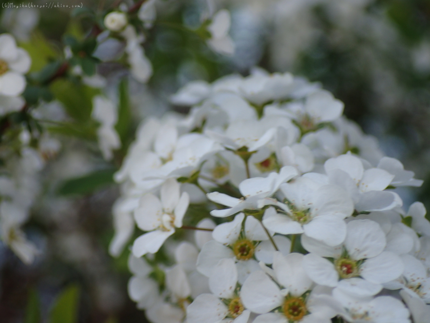 白い小さな花 - 22