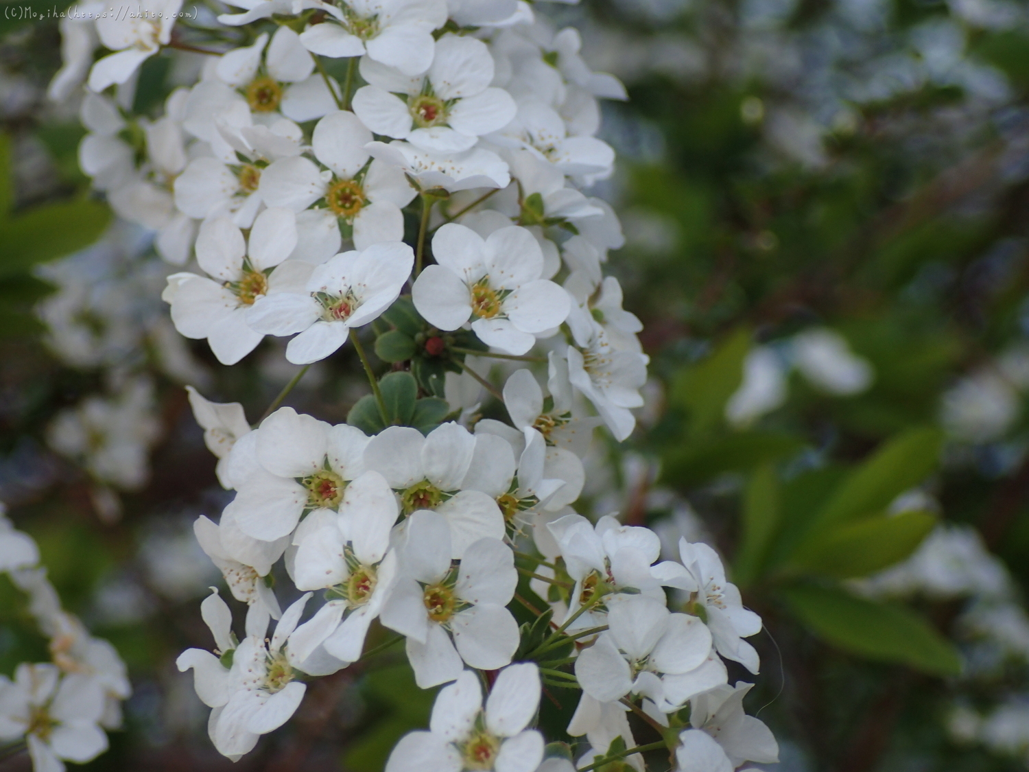 白い小さな花 - 23