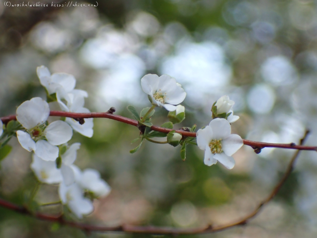 白い小さな花 - 32